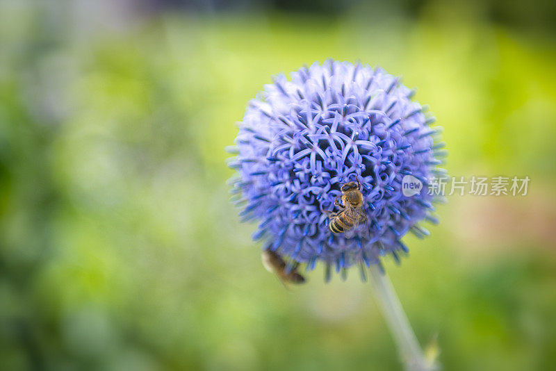 蓝花和蜜蜂(花是Echinops bannaticus)